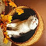 cat, basket, autumn_leaves, cozy, indoor, curious, white_cat, gray_cat, fall, decor, pet, feline, home, cute, animal, soft, warm_colors, leaf, texture, relaxing