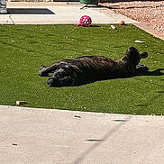 Gurty joined the competition — help win amazing prizes! dog, brindle, lying_down, artificial_turf, backyard, sunny, outdoor, toy, basketball, concrete, stone_wall, furniture, relaxed, pet, daylight, shadow, animal, green, resting, collar