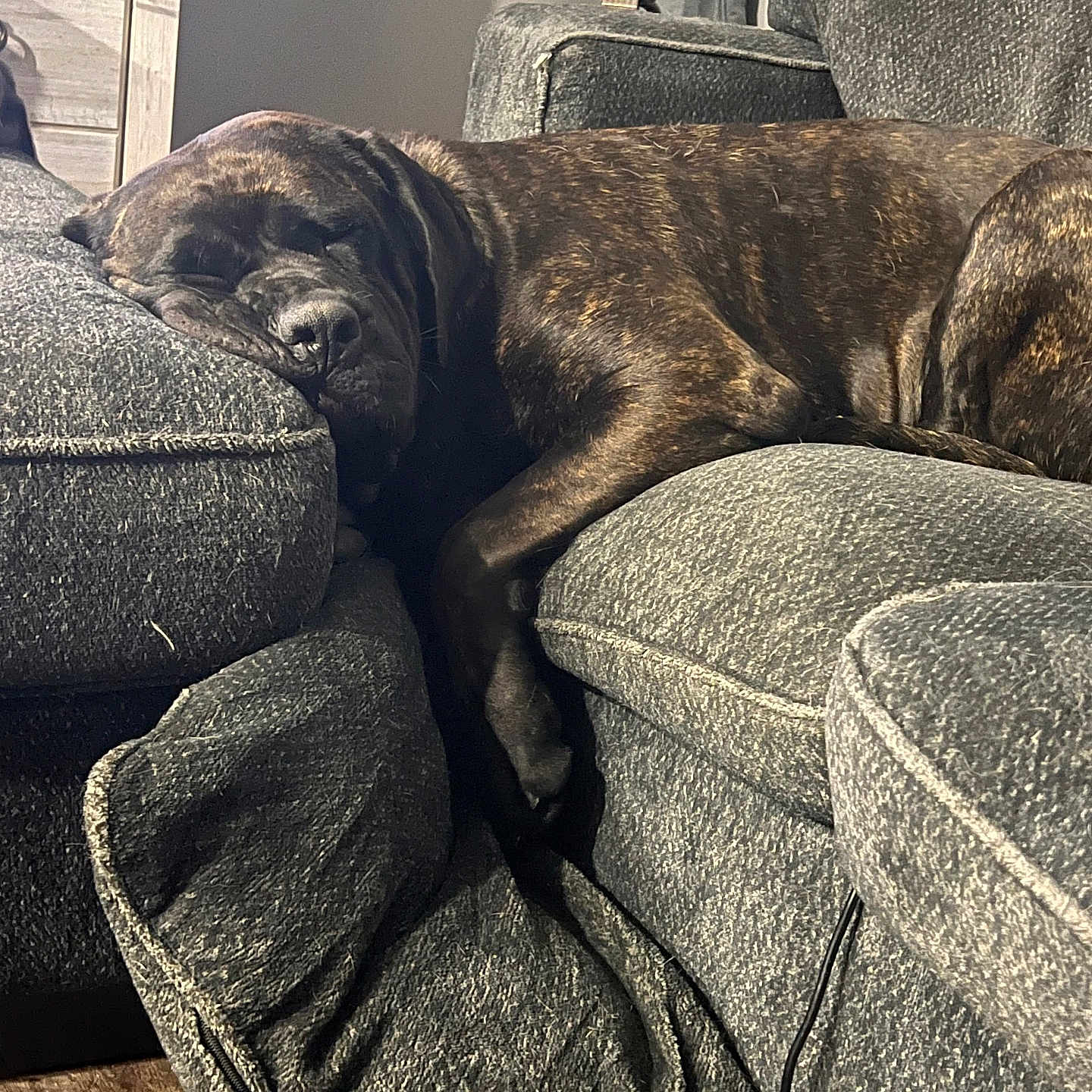 Gurty joined the competition — help win amazing prizes! animal, brindle, canine, comfort, couch, cozy, dog, furniture, guitar, home, indoor, living_room, musical_instrument, nap, pet, pillow, relaxed, resting, sleeping, wooden_floor