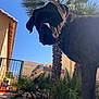 dog, outdoor, backyard, palm_tree, sunny, blue_sky, curious, large_dog, pet, collar, fence, house, concrete, plants, daylight, shadow, animal, nature, garden, closeup