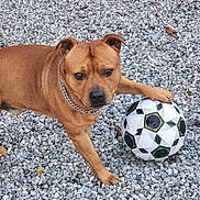 Tyno participe au concours pour gagner de l'argent avec cette photo : dog, brown, soccer_ball, gravel, outdoor, pet, chain_collar, animal, paw, playful, closeup, canine, sport, ball, ground, fur, mammal, toy, active, nature