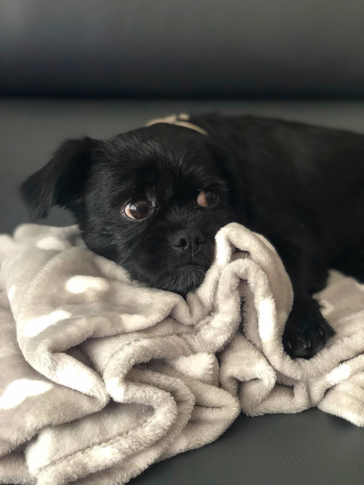 Gyzmo participe au concours pour gagner de l'argent avec cette photo : black, canidae, carnivore, comfort, companion_dog, dog, dog_breed, non_sporting_group, pug, puppy, snout, sporting_group, toy_dog, working_animal, working_dog