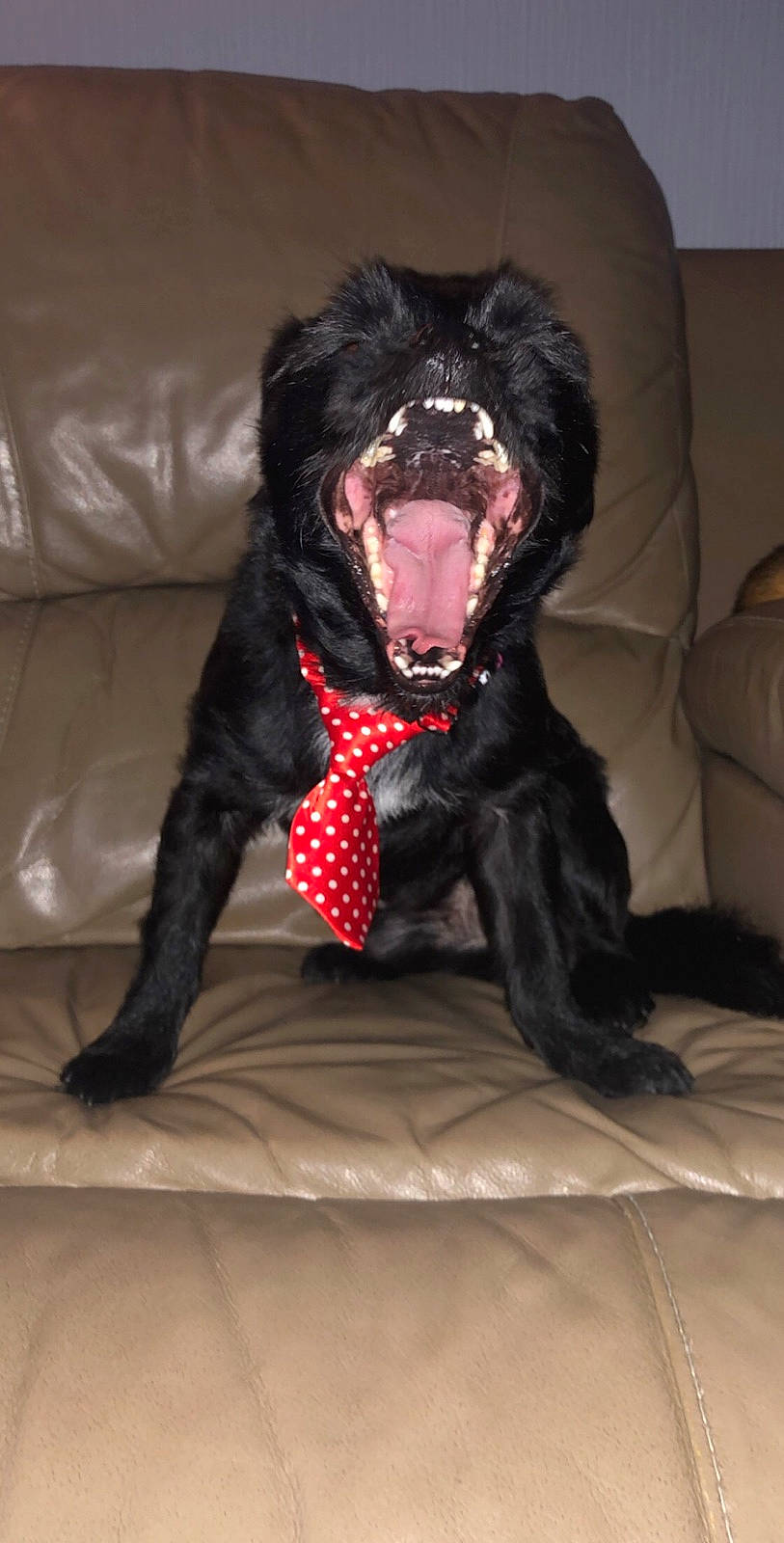 Gyzmo participe au concours pour gagner de l'argent avec cette photo : black, canidae, carnivore, companion_dog, dog, dog_breed, fang, fur, jaw, liver, pet_supply, snout, sporting_group, terrestrial_animal, throat, tongue, tooth, vertebrate, working_animal, yawn