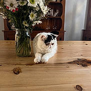Moon-Pie joined the competition — help win amazing prizes! cat, white_cat, black_patches, table, wooden_table, flowers, daisies, vase, jar, indoor, furniture, wooden_furniture, plant, greenery, relaxed, pet, domestic_animal, still_life, natural_light, cozy