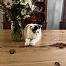 cat, white_cat, black_patches, table, wooden_table, flowers, daisies, vase, jar, indoor, furniture, wooden_furniture, plant, greenery, relaxed, pet, domestic_animal, still_life, natural_light, cozy