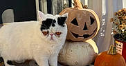 Moon-Pie is registered to the contest to win money with this photo: cat, white_cat, black_markings, pumpkin, carved_pumpkin, white_pumpkin, ghost_decoration, lantern, potted_plant, door, mat, outdoor, sunlight, shadow, autumn, fall, decorations, cute, pet, holiday