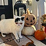 cat, white_cat, black_markings, pumpkin, carved_pumpkin, white_pumpkin, ghost_decoration, lantern, potted_plant, door, mat, outdoor, sunlight, shadow, autumn, fall, decorations, cute, pet, holiday