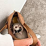 Moon-Pie joined the competition — help win amazing prizes! cat, handbag, indoor, carpet, white_cat, orange_eyes, leather_bag, curious, pet, animal, looking_up, person_hand, zipper, floor, closeup, cute, domestic_cat, feline, playful, cozy