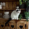 Moon-Pie is registered to the contest to win money with this photo: cat, white_cat, black_markings, wooden_cabinet, heart_cutouts, dishes, bowls, plates, glassware, plants, green_leaves, cup, rustic, furniture, indoor, cozy, kitchen, pet, sitting, decor