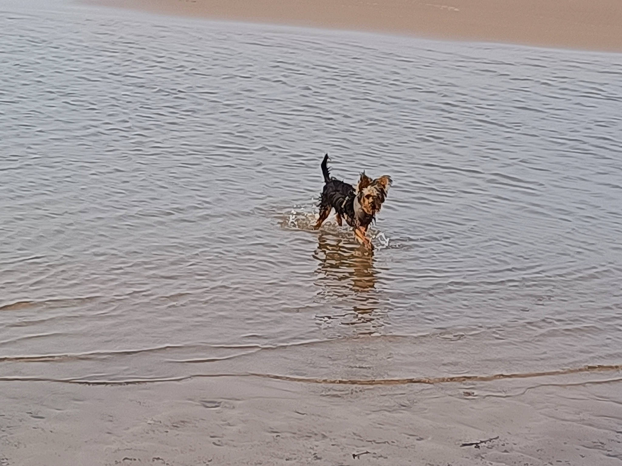 Zizou a rejoint le concours — aidez-le/la à gagner de superbes lots ! aeolian_landform, beach, canidae, carnivore, coast, dog, dog_breed, fawn, lake, landscape, ocean, sand, soil, sporting_group, water, wave, wildlife, wind_wave, wood, working_animal