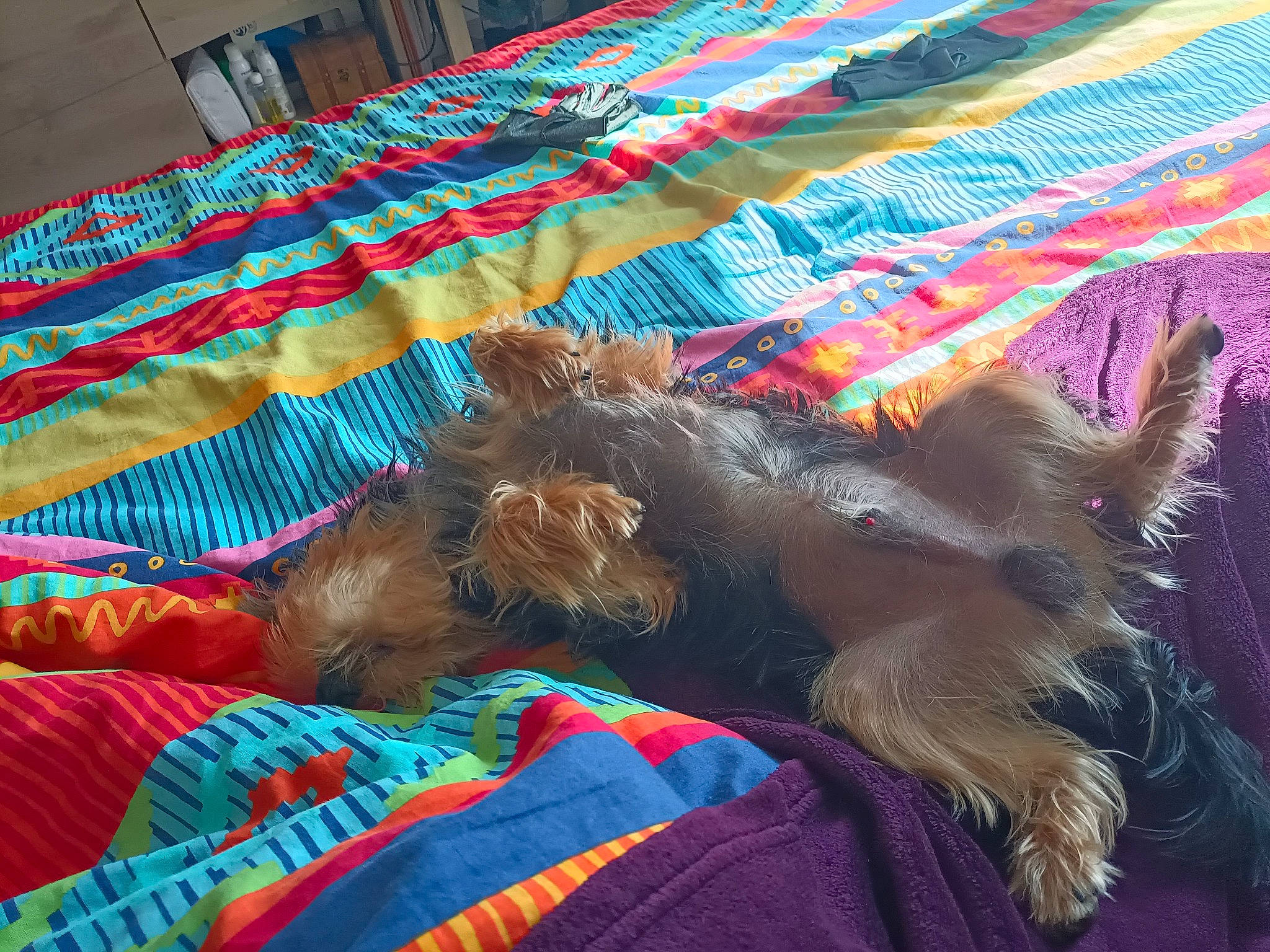 Zizou participe au concours pour gagner de l'argent avec cette photo : art, border_terrier, canidae, carnivore, comfort, companion_dog, dog, dog_breed, dog_supply, felidae, fur, linens, small_terrier, small_to_medium_sized_cats, sporting_group, tail, terrier, textile, toy_dog, woven_fabric