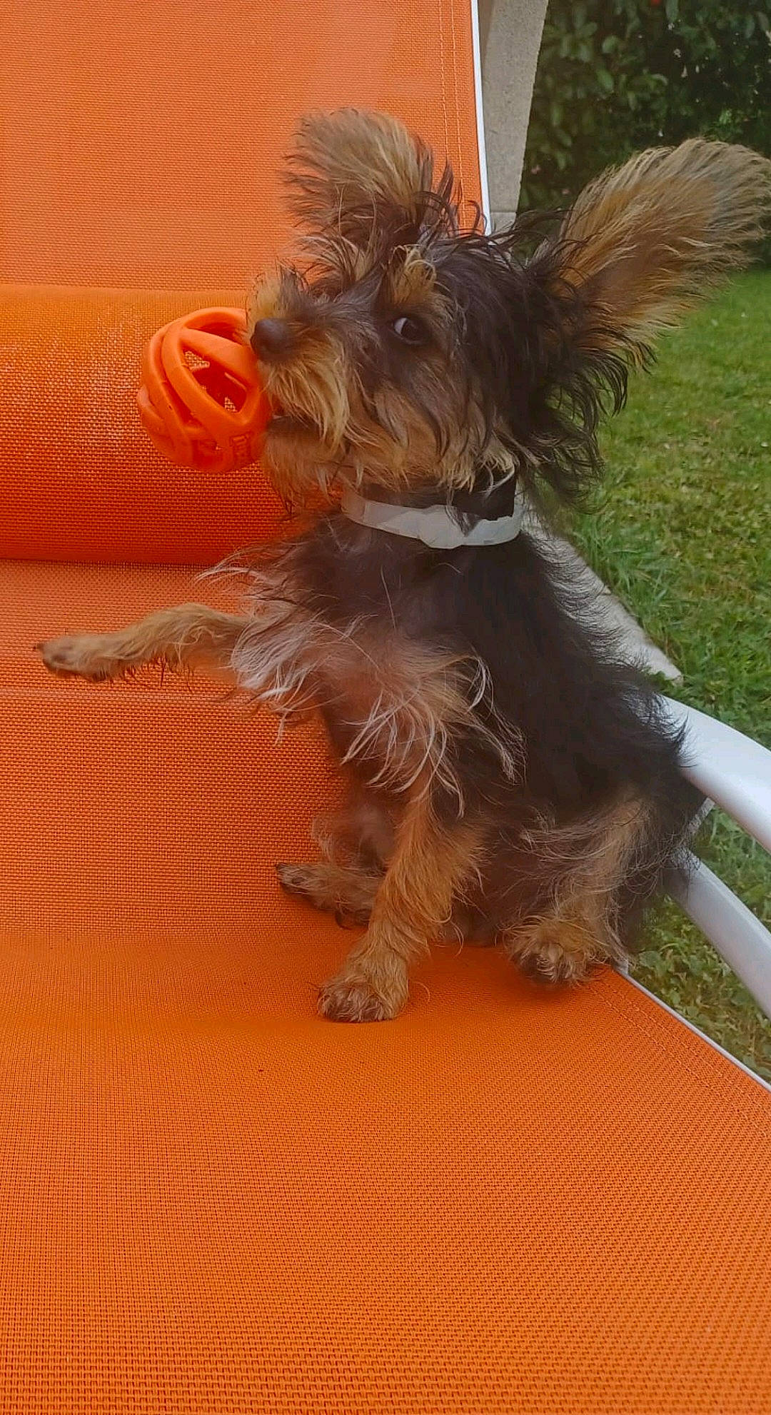 Zizou a rejoint le concours — aidez-le/la à gagner de superbes lots ! australian_terrier, biewer_terrier, canidae, carnivore, companion_dog, dog, dog_breed, dog_clothes, dog_supply, fawn, flooring, fur, liver, small_terrier, snout, sporting_group, tail, terrier, toy_dog, wood