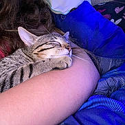 Jack Jack joined the competition — help win amazing prizes! arm, blanket, cat, closeup, comfort, cozy, fur, home, indoor, peaceful, person, pet, pillow, relaxation, resting, sleeping, snuggling, soft_lighting, striped, tabby_cat