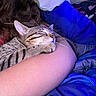 arm, blanket, cat, closeup, comfort, cozy, fur, home, indoor, peaceful, person, pet, pillow, relaxation, resting, sleeping, snuggling, soft_lighting, striped, tabby_cat