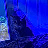 Jack Jack is registered to the contest to win money with this photo: animal, aquarium, blue_light, cat, coral, curious, dark, ears, eyes, feline, glass, indoor, ledging, mysterious, night, pet, quiet, shadow, tabby, whiskers