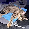 Jack Jack is registered to the contest to win money with this photo: animal, bed, blanket, blue_heating_pad, cat, claws, cozy, domestic_cat, ears, feline, fur, indoor, paw, pet, relaxed, resting, sleepy, striped, tabby_cat, whiskers