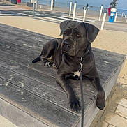 Uby participe au concours pour gagner de l'argent avec cette photo : animal, beach, black_dog, calm, cloudy_sky, daytime, dog, leash, nature, outdoor, palm_tree, pet, promenade, resting, sand, sidewalk, street_sign, urban, vacation, wooden_platform