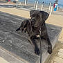 animal, beach, black_dog, calm, cloudy_sky, daytime, dog, leash, nature, outdoor, palm_tree, pet, promenade, resting, sand, sidewalk, street_sign, urban, vacation, wooden_platform
