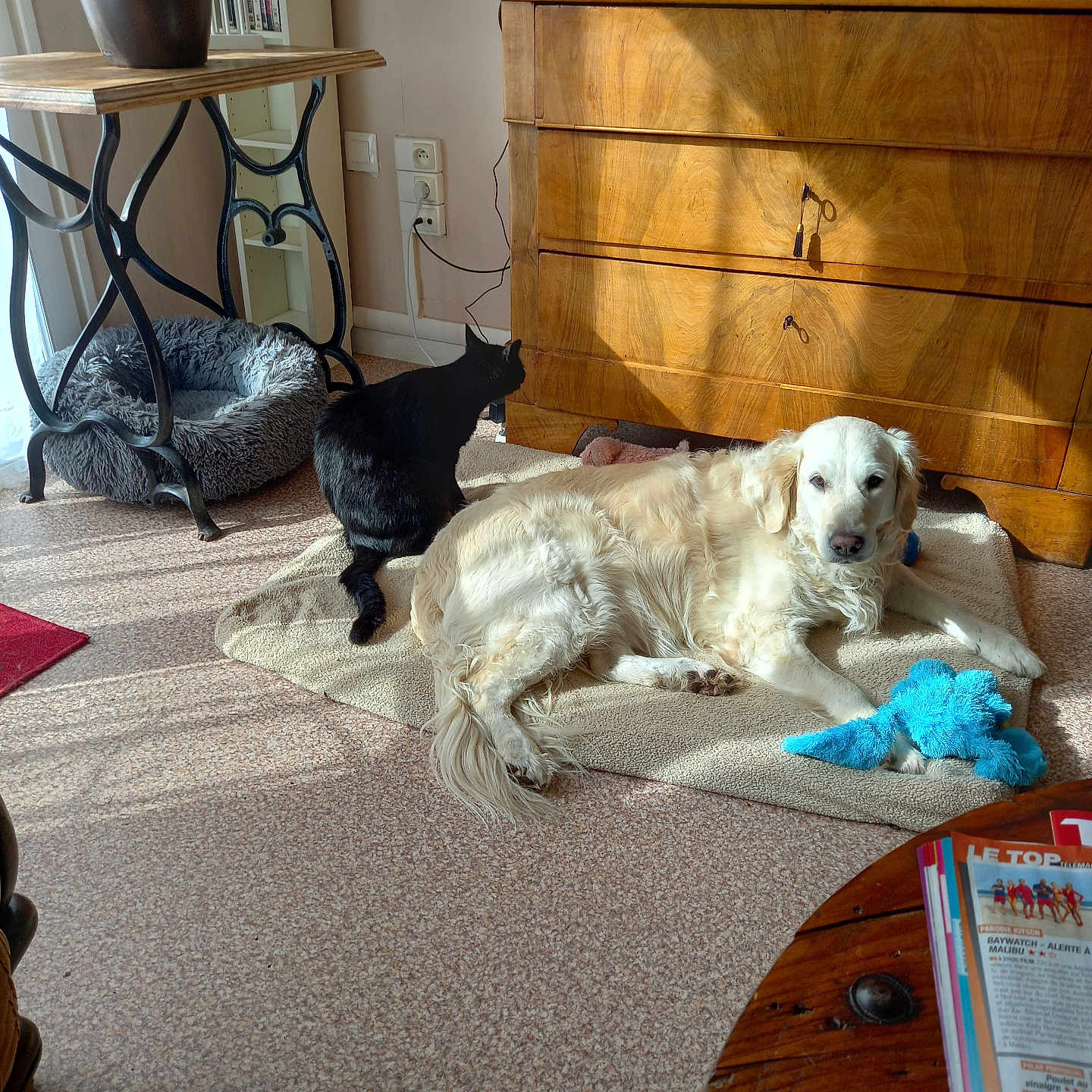 Biskit a rejoint le concours — aidez-le/la à gagner de superbes lots ! dog, cat, golden_retriever, black_cat, rug, plush_toy, wooden_dresser, sunlight, shadows, carpet, table, plant, pet_bed, indoor, living_room, furniture, magazine, relaxing, cozy, home
