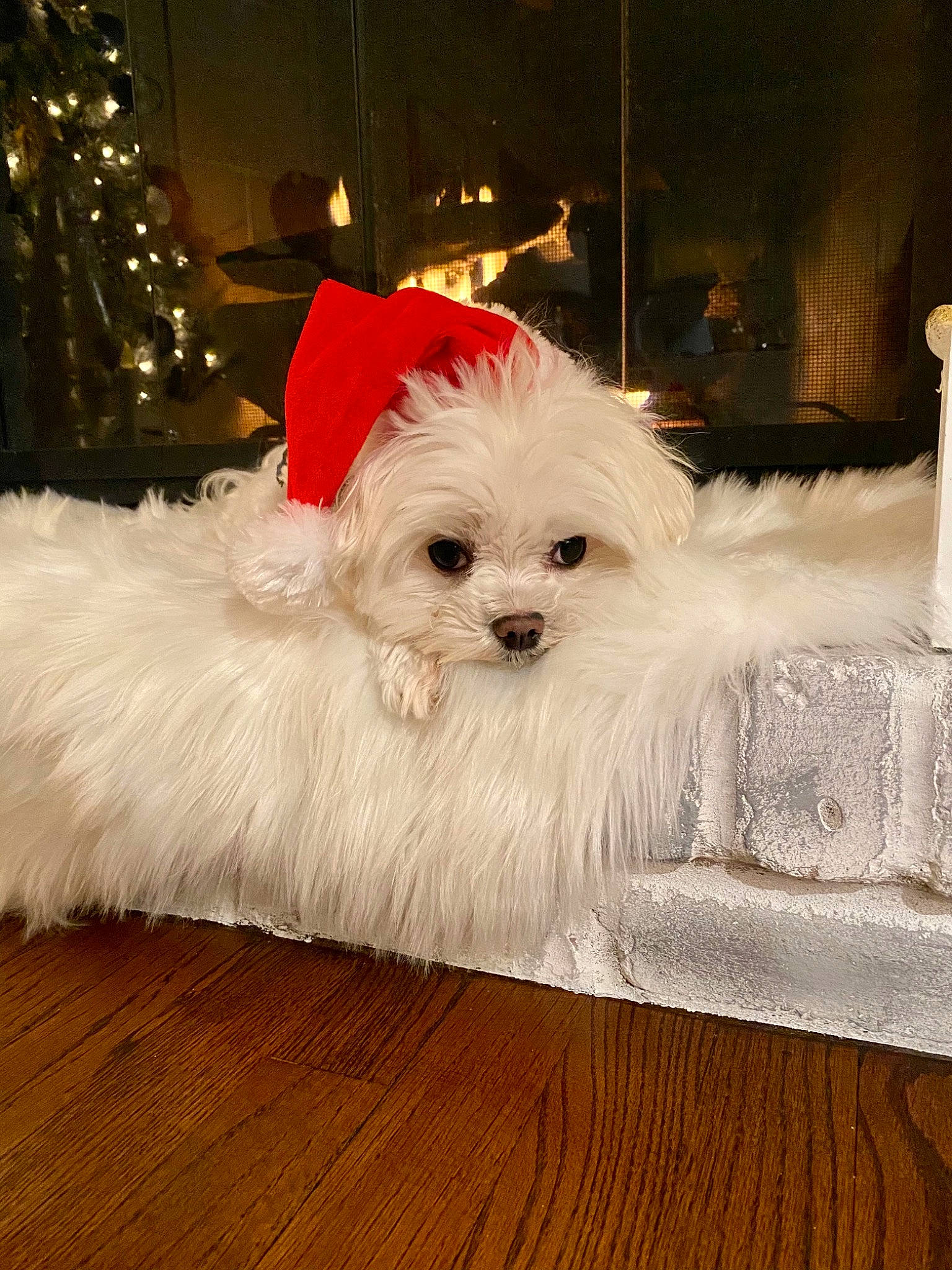 Theo is registered to the contest to win money with this photo: canidae, carnivore, christmas, christmas_decoration, christmas_eve, companion_dog, dog, dog_breed, dog_supply, fur, hardwood, holiday, laminate_flooring, pet_supply, puppy, snout, toy_dog, vertebrate, wood_flooring, working_animal