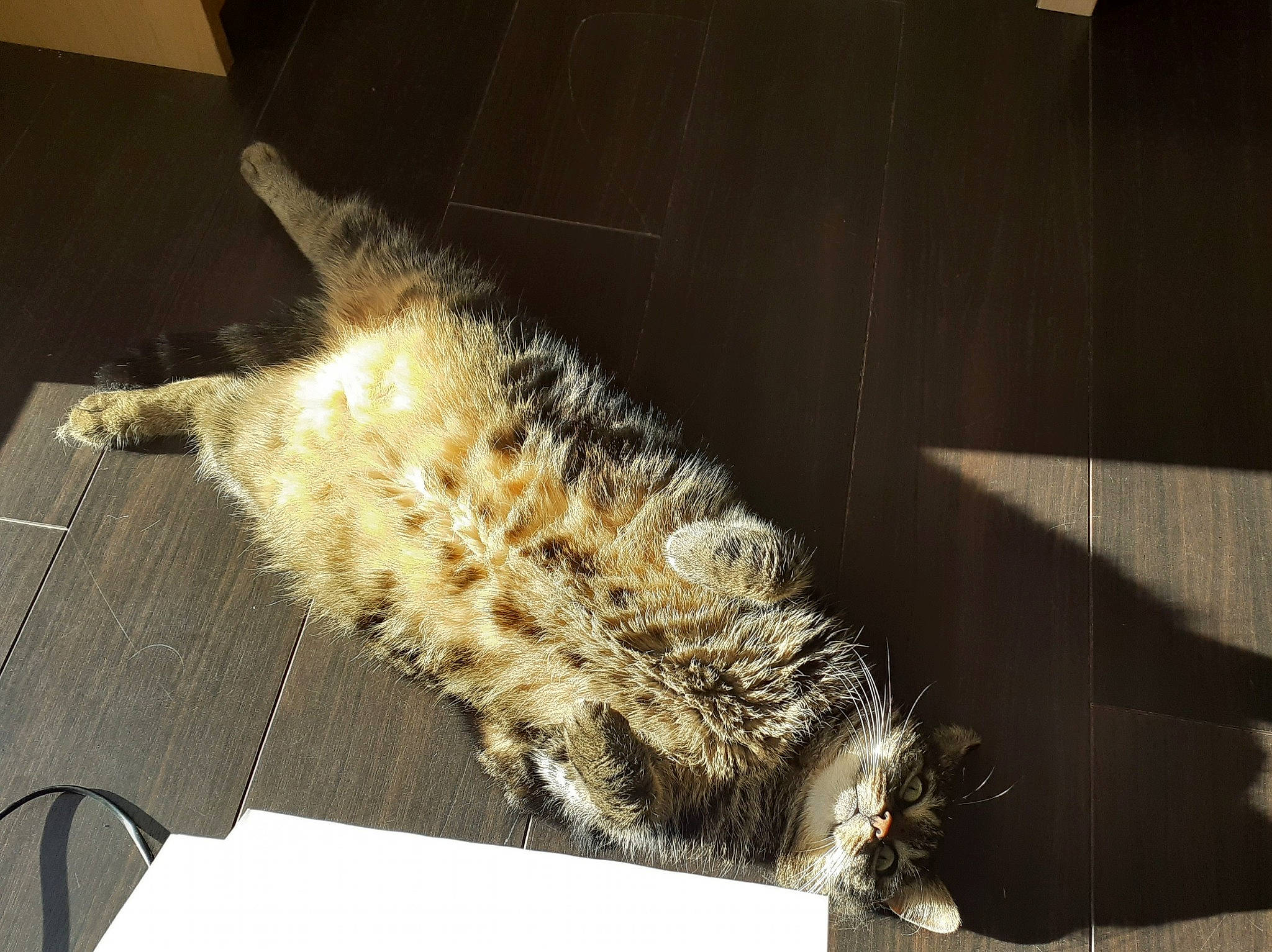 Crapule a rejoint le concours — aidez-le/la à gagner de superbes lots ! bird_of_prey, canidae, carnivore, claw, feather, felidae, fur, fur_clothing, hide, metal, natural_material, pattern, small_to_medium_sized_cats, snout, sporting_group, tail, terrestrial_animal, whiskers, window, wood