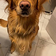 Gamora joined the competition — help win amazing prizes! dog, golden_retriever, pet, animal, indoor, floor, tile, looking_up, waiting, fur, ears, nose, whiskers, tail, domestic, canine, companion, cute, friendly, portrait