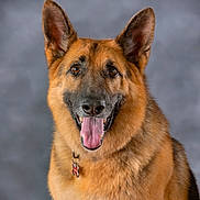 Maverick is registered to the contest to win money with this photo: dog, german_shepherd, pet, canine, animal, tongue_out, portrait, fur, ears, collar, tag, smiling, studio, grey_background, cute, friendly, domestic_animal, mammal, looking_at_camera, closeup