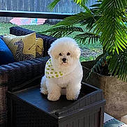 Bentley joined the competition — help win amazing prizes! dog, white_dog, fluffy, bandana, polka_dot, outdoor, backyard, wicker_furniture, cushions, zebra_print, plant, greenery, storage_box, pet, sitting, cute, small_dog, cozy, relaxing, daylight