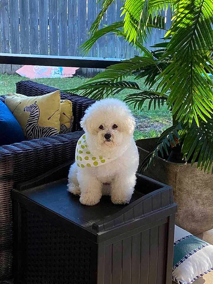 Bentley joined the competition — help win amazing prizes! dog, white_dog, fluffy, bandana, polka_dot, outdoor, backyard, wicker_furniture, cushions, zebra_print, plant, greenery, storage_box, pet, sitting, cute, small_dog, cozy, relaxing, daylight