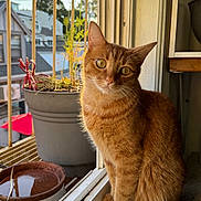 Kimchi joined the competition — help win amazing prizes! cat, orange_tabby, window, sunlight, plant_pot, houseplant, indoor, animal, pet, feline, windowsill, daylight, domestic, curious, ears, fur, whiskers, tail, outdoor_view, calm