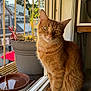 cat, orange_tabby, window, sunlight, plant_pot, houseplant, indoor, animal, pet, feline, windowsill, daylight, domestic, curious, ears, fur, whiskers, tail, outdoor_view, calm