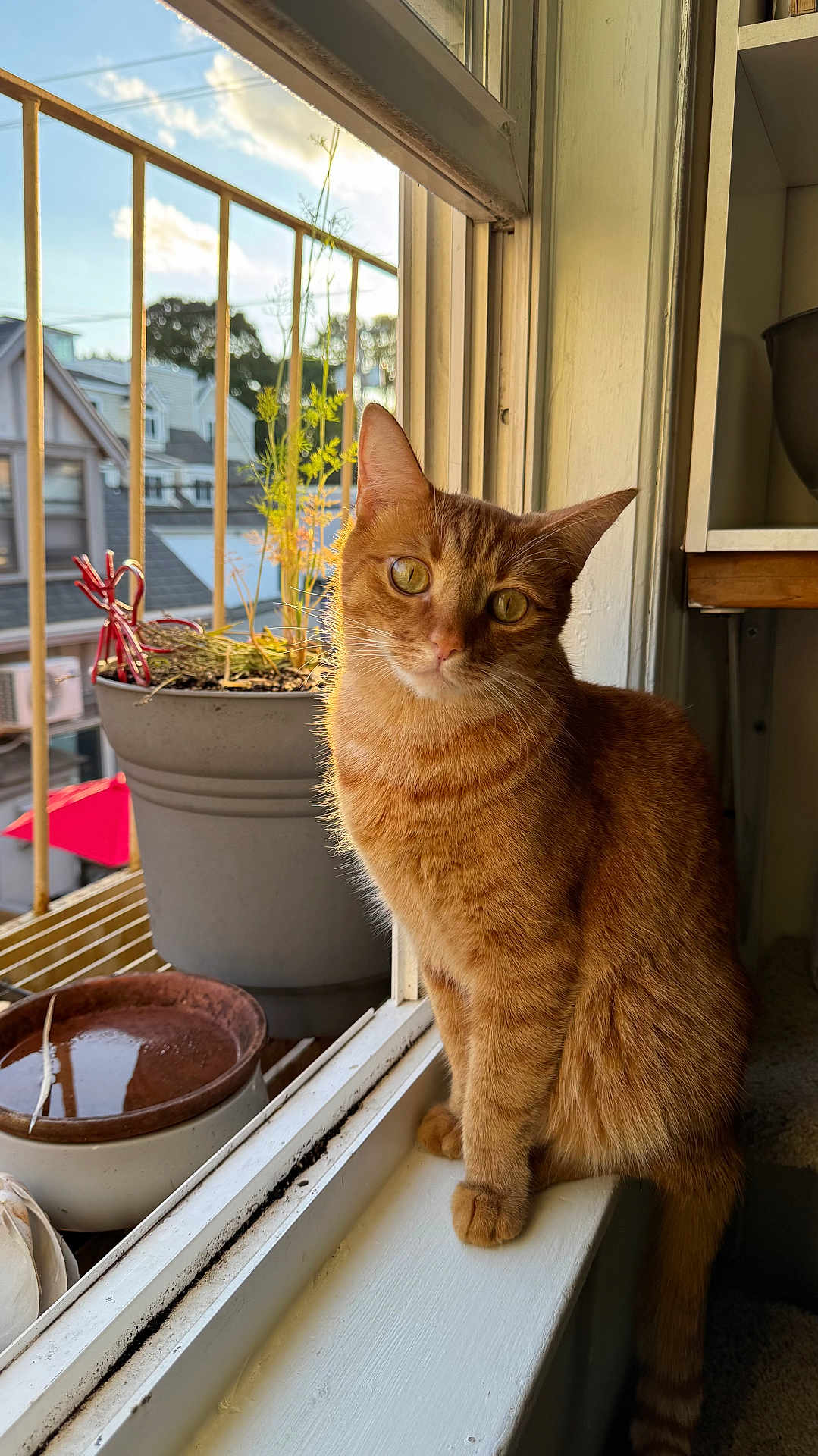 Kimchi joined the competition — help win amazing prizes! cat, orange_tabby, window, sunlight, plant_pot, houseplant, indoor, animal, pet, feline, windowsill, daylight, domestic, curious, ears, fur, whiskers, tail, outdoor_view, calm