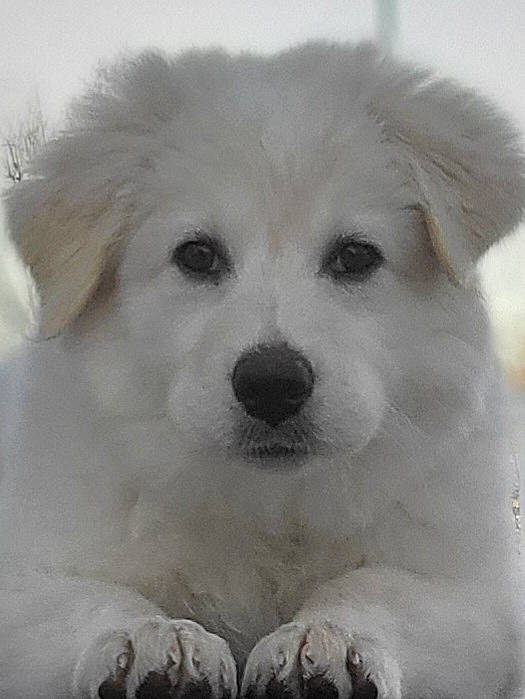 Quinn Marie is registered to the contest to win money with this photo: ancient_dog_breeds, canidae, carnivore, companion_dog, dog, dog_breed, fur, happy, monochrome_photography, non_sporting_group, plant, polish_tatra_sheepdog, puppy, snout, snow, sporting_group, terrestrial_animal, whiskers, working_animal, working_dog