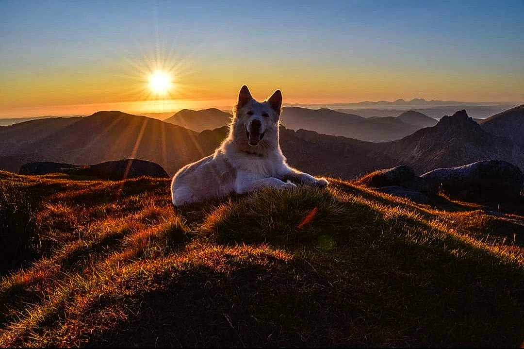Caesar is registered to the contest to win money with this photo: afterglow, atmospheric_phenomenon, carnivore, cloud, dog, dog_breed, dusk, grassland, highland, hill, horizon, landscape, mountain, mountainous_landforms, natural_landscape, plant, sky, sunlight, sunrise, sunset