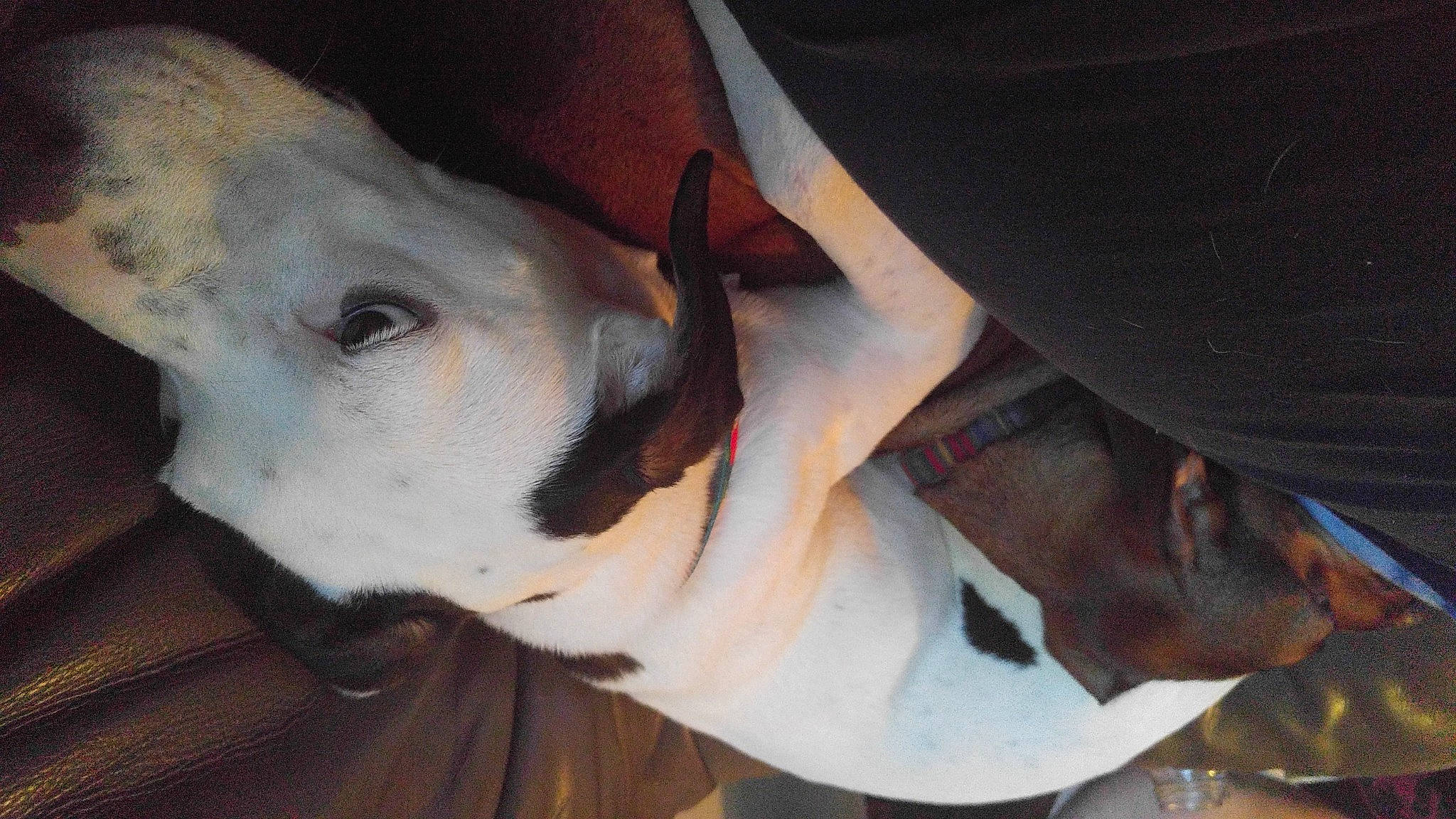 Ellie Mae is registered to the contest to win money with this photo: ancient_dog_breeds, bull_terrier, bull_terrier_miniature, canidae, carnivore, collar, companion_dog, dog, dog_breed, dog_collar, ear, fawn, non_sporting_group, sporting_group, terrestrial_animal, throat, whiskers, working_animal