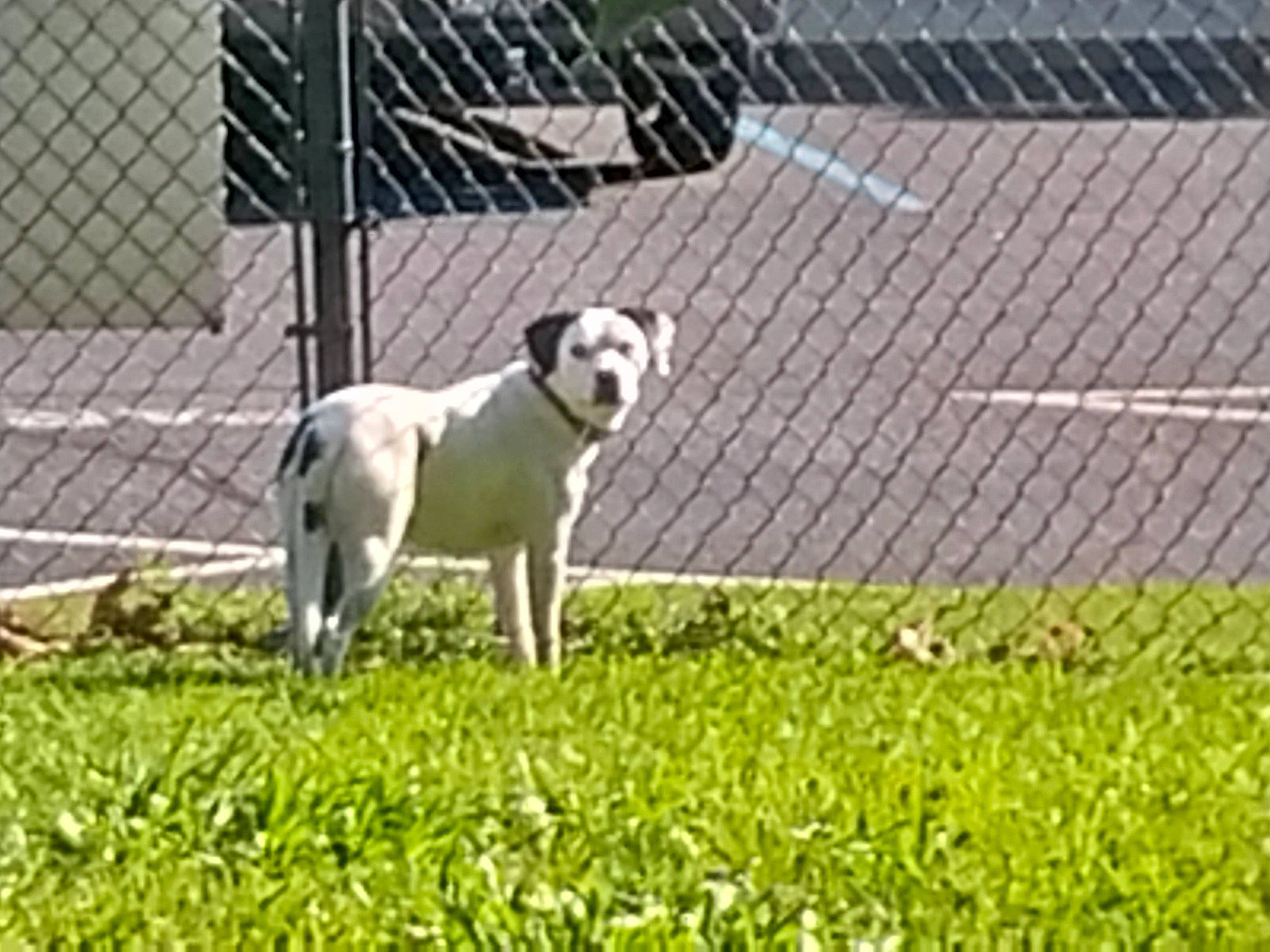 Ellie Mae joined the competition — help win amazing prizes! ancient_dog_breeds, canidae, carnivore, chain_link_fencing, companion_dog, dog, dog_breed, dog_supply, fence, grass, home_fencing, mesh, pet_supply, plant, sporting_group, tail, terrestrial_animal, wire_fencing, working_animal, working_dog