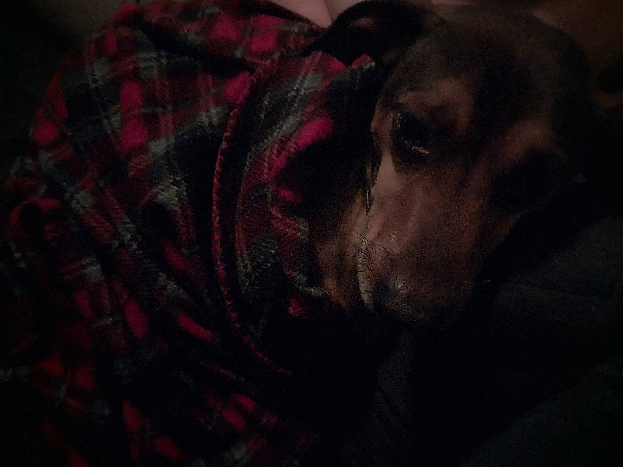 Max is registered to the contest to win money with this photo: borador, canidae, carmine, carnivore, comfort, companion_dog, darkness, dog, dog_breed, fawn, fur, liver, magenta, pattern, plaid, sporting_group, tartan, tints_and_shades, whiskers, working_animal