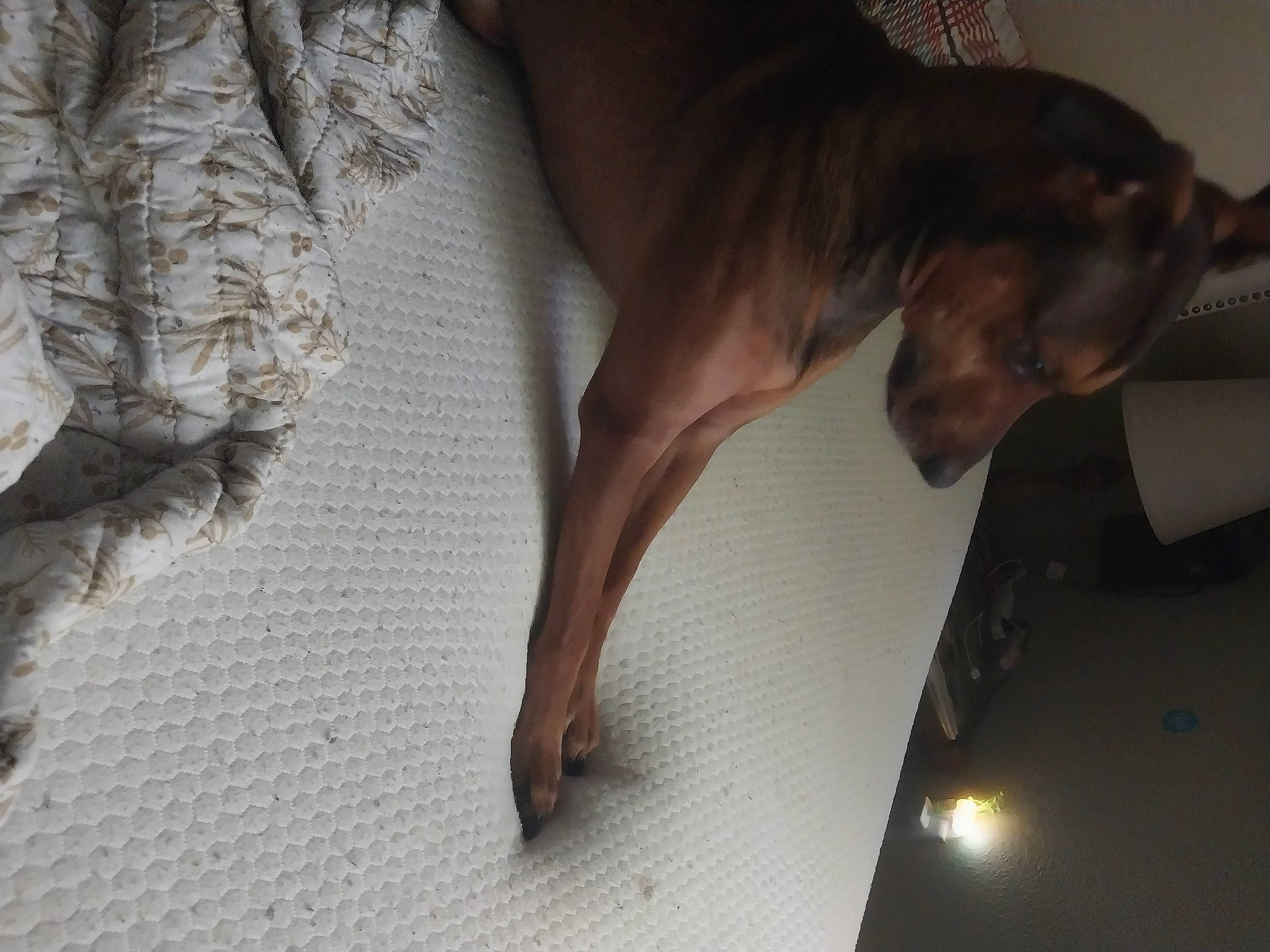 Max joined the competition — help win amazing prizes! art, brown, canidae, carnivore, comfort, companion_dog, dog, dog_breed, fawn, flooring, fur, hardwood, human_leg, liver, sporting_group, tail, trunk, whiskers, wood, working_animal