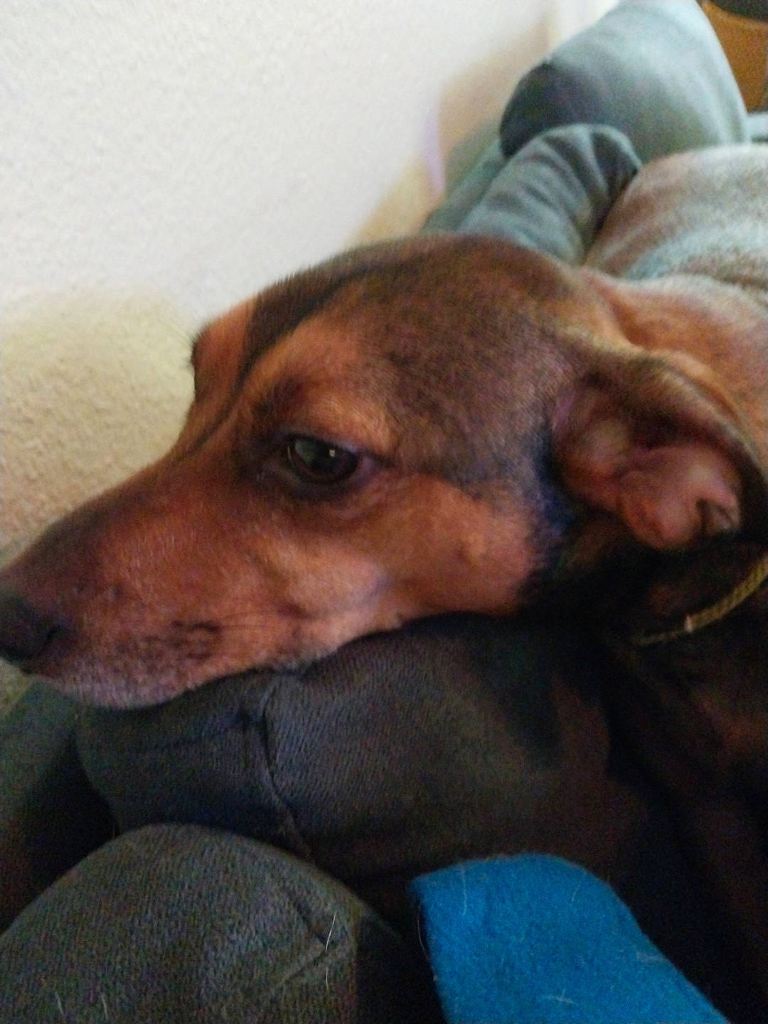 Max is registered to the contest to win money with this photo: carnivore, comfort, companion_dog, dog, dog_breed, ear, fur, nap, puppy, sighthound, snout, street_dog, terrestrial_animal, whiskers, working_animal