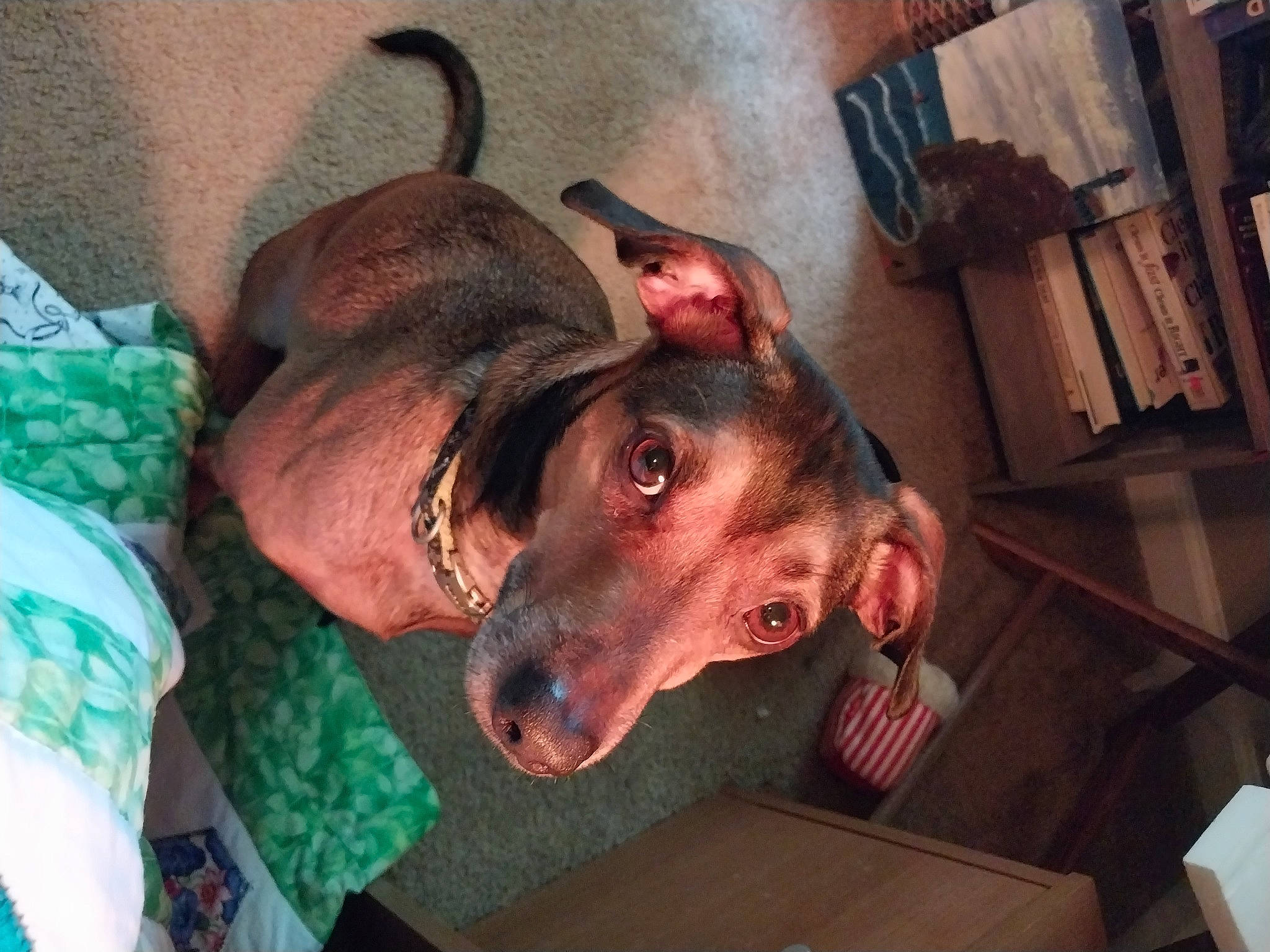 Max is registered to the contest to win money with this photo: canidae, carnivore, companion_dog, dog, dog_breed, ear, fang, fawn, flesh, fur, guard_dog, jaw, liver, metal, non_sporting_group, snout, sporting_group, whiskers, wood, working_animal