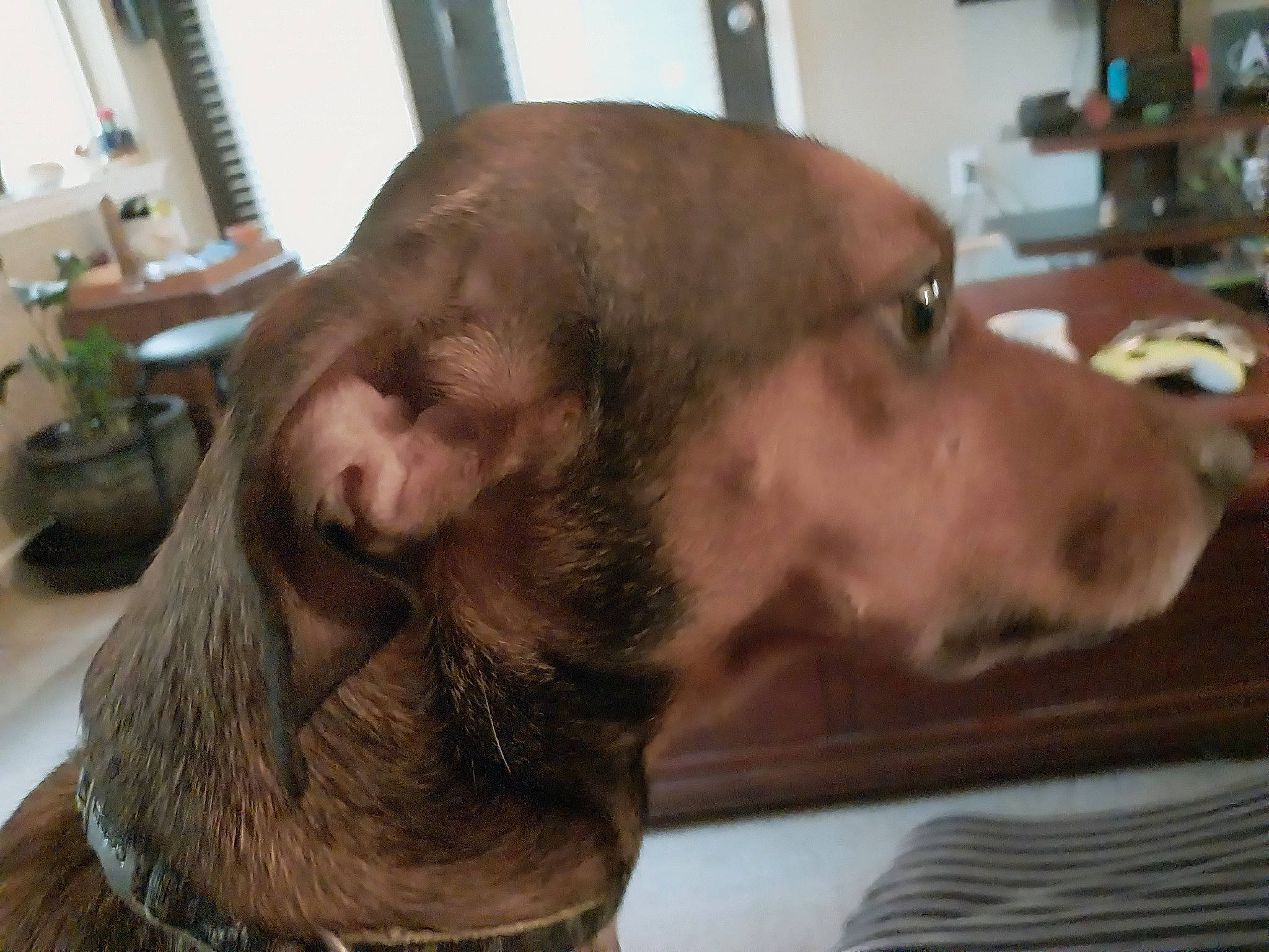 Max is registered to the contest to win money with this photo: canidae, carnivore, companion_dog, dog, dog_breed, ear, flowerpot, fur, guard_dog, gun_dog, houseplant, liver, shelf, snout, spaniel, sporting_group, terrestrial_animal, whiskers, window, working_animal