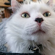Pepette a rejoint le concours — aidez-le/la à gagner de superbes lots ! cat, close_up, white_fur, green_eyes, whiskers, nose, pet, animal, feline, fluffy, indoor, cute, curious, portrait, soft_focus, domestic_cat, muzzle, closeup, face, fur
