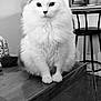 cat, fluffy, white_cat, table, wooden_table, indoor, kitchen, bar_stool, black_and_white, pet, animal, feline, fur, sitting, looking_at_camera, domestic, household, close_up, calm, portrait