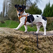 Peps participe au concours pour gagner de l'argent avec cette photo : dog, pet, animal, outdoor, rock, leash, harness, black_and_white, nature, grass, tree, canine, walking, curious, standing, fur, ears, snout, leash_clip, background_blur