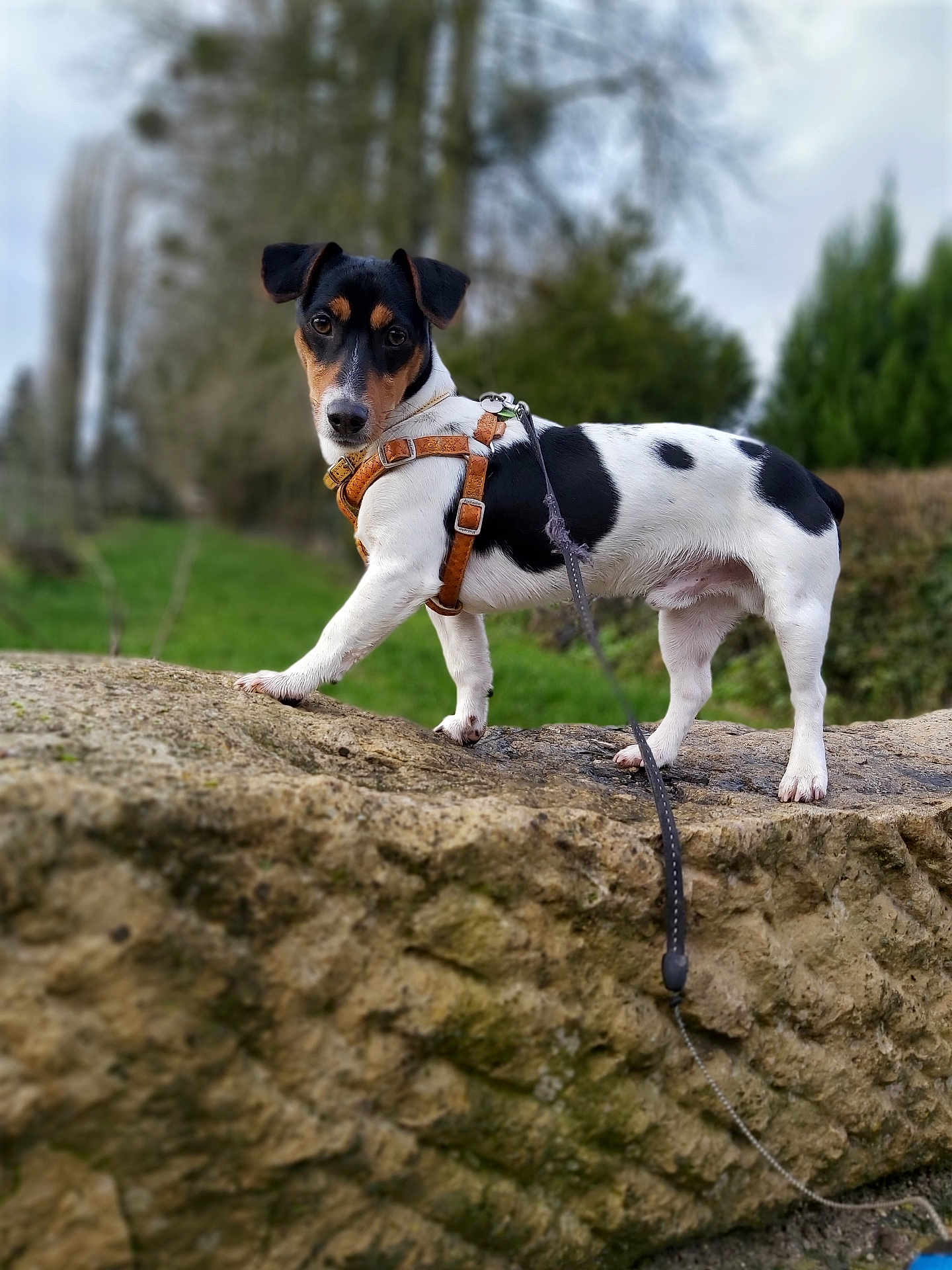 Peps participe au concours pour gagner de l'argent avec cette photo : dog, pet, animal, outdoor, rock, leash, harness, black_and_white, nature, grass, tree, canine, walking, curious, standing, fur, ears, snout, leash_clip, background_blur