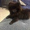 Simba participe au concours pour gagner de l'argent avec cette photo : puppy, dog, black_fur, fluffy, small_dog, pomeranian, pet, animal, couch, indoors, living_room, carpet, tile_floor, playpen, blue_couch, seated, lying_down, portrait, cute, long_fur