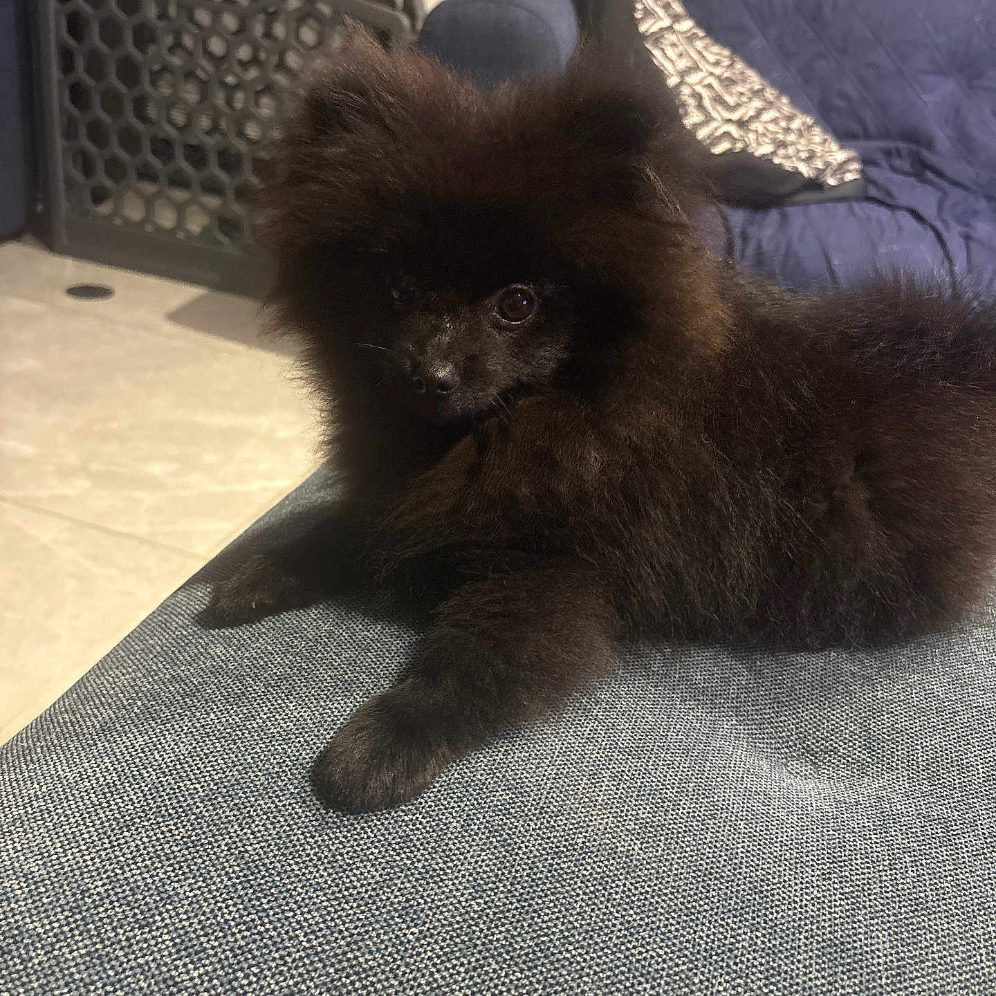 Simba