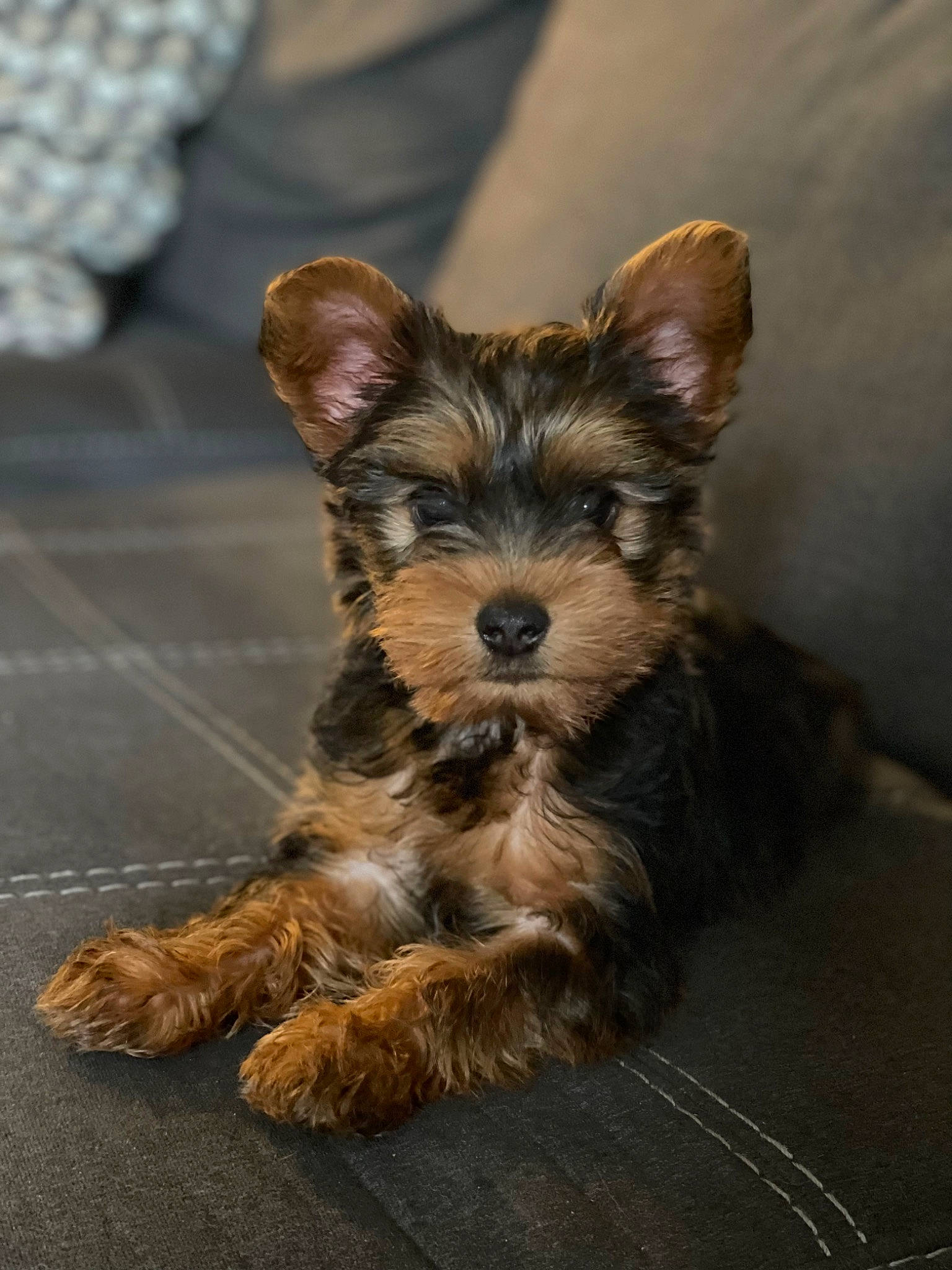 Atlas Timber Allen is registered to the contest to win money with this photo: australian_terrier, biewer_terrier, carnivore, companion_dog, dog, dog_breed, fur, liver, small_terrier, snout, sporting_group, terrestrial_animal, terrier, toy_dog, working_animal, working_terrier, yorkipoo, yorkshire_terrier