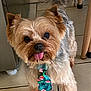 dog, small_dog, fluffy, tongue_out, tie, floral_tie, pet, indoor, tile_floor, cute, brown_fur, gray_fur, playful, standing, animal, domestic_animal, companion, looking_up, adorable, household