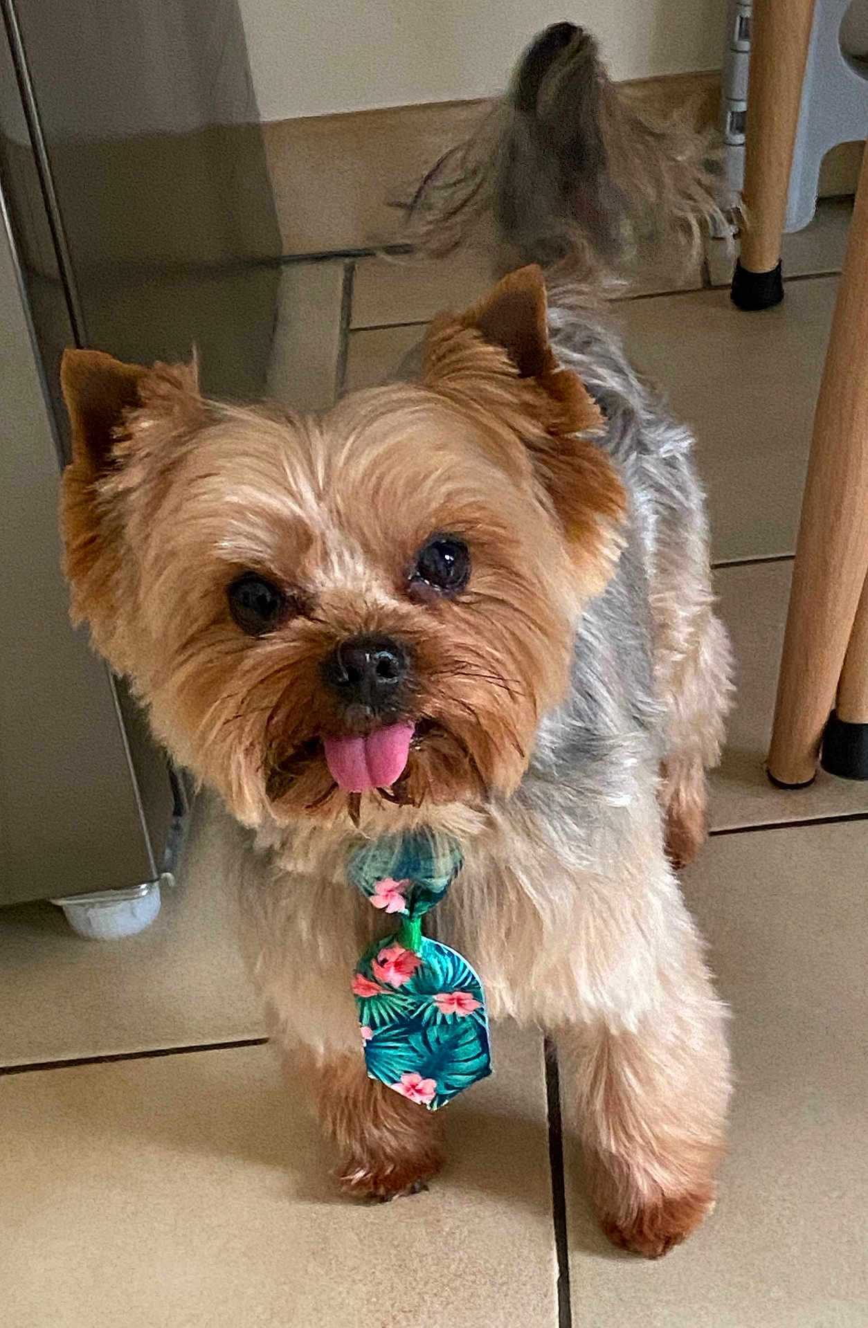 Opium a rejoint le concours — aidez-le/la à gagner de superbes lots ! dog, small_dog, fluffy, tongue_out, tie, floral_tie, pet, indoor, tile_floor, cute, brown_fur, gray_fur, playful, standing, animal, domestic_animal, companion, looking_up, adorable, household